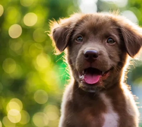 Happy, smiling brown puppy outdoors
